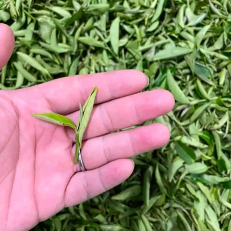 mustea-Biluochun-Green-Tea