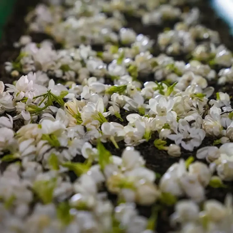 mustea-Jasmine-Green-Tea